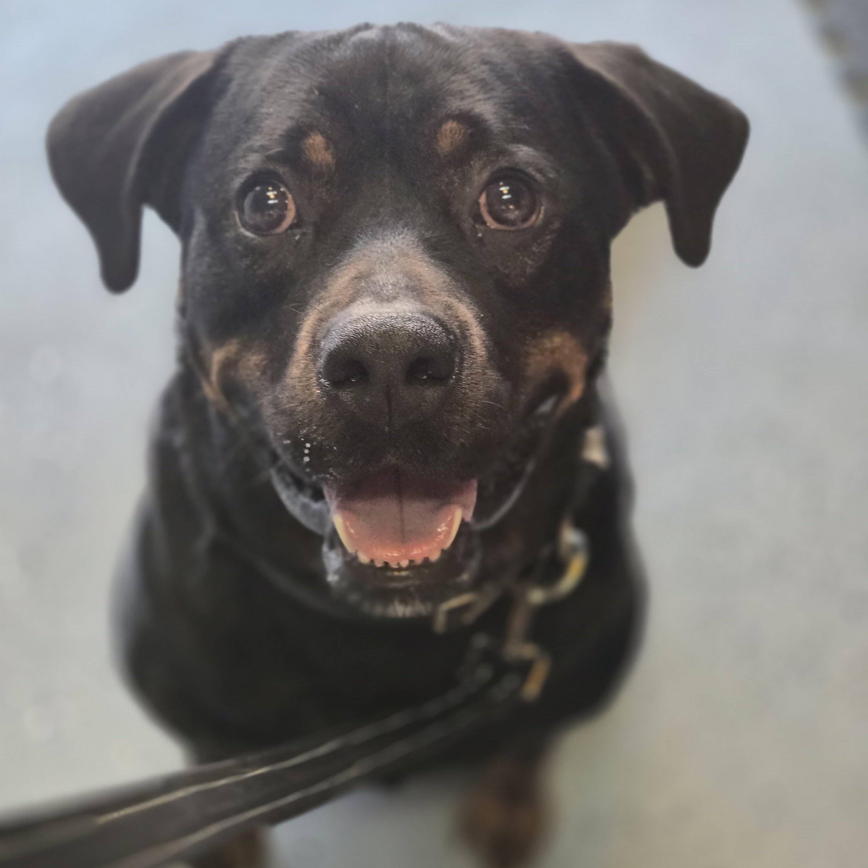 Enlarge John, a Adoptable Rottweiler in Houston, TX image 1/6