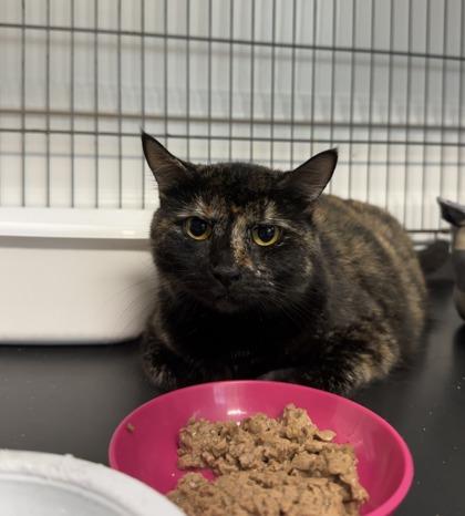 Whiskey Rye, Adoptable, Adult Female Domestic Short Hair & Domestic Short Hair.