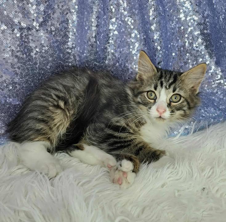 Enlarge Polypus, a Adopted Domestic Medium Hair in Clarkesville, GA image 1/1