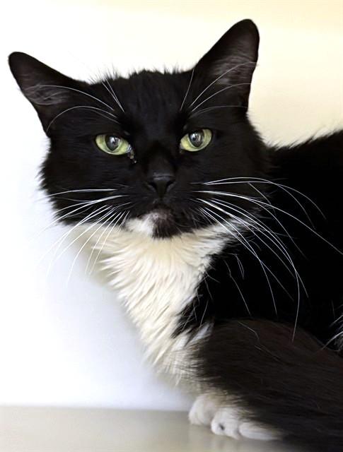 QUINN, Adoptable, Young Female Domestic Long Hair.