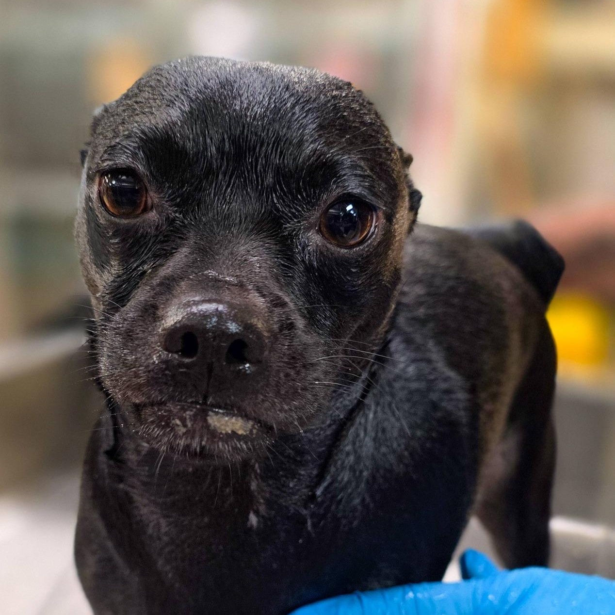 Focaccia, ADOPTABLE, Adult Female Pug.