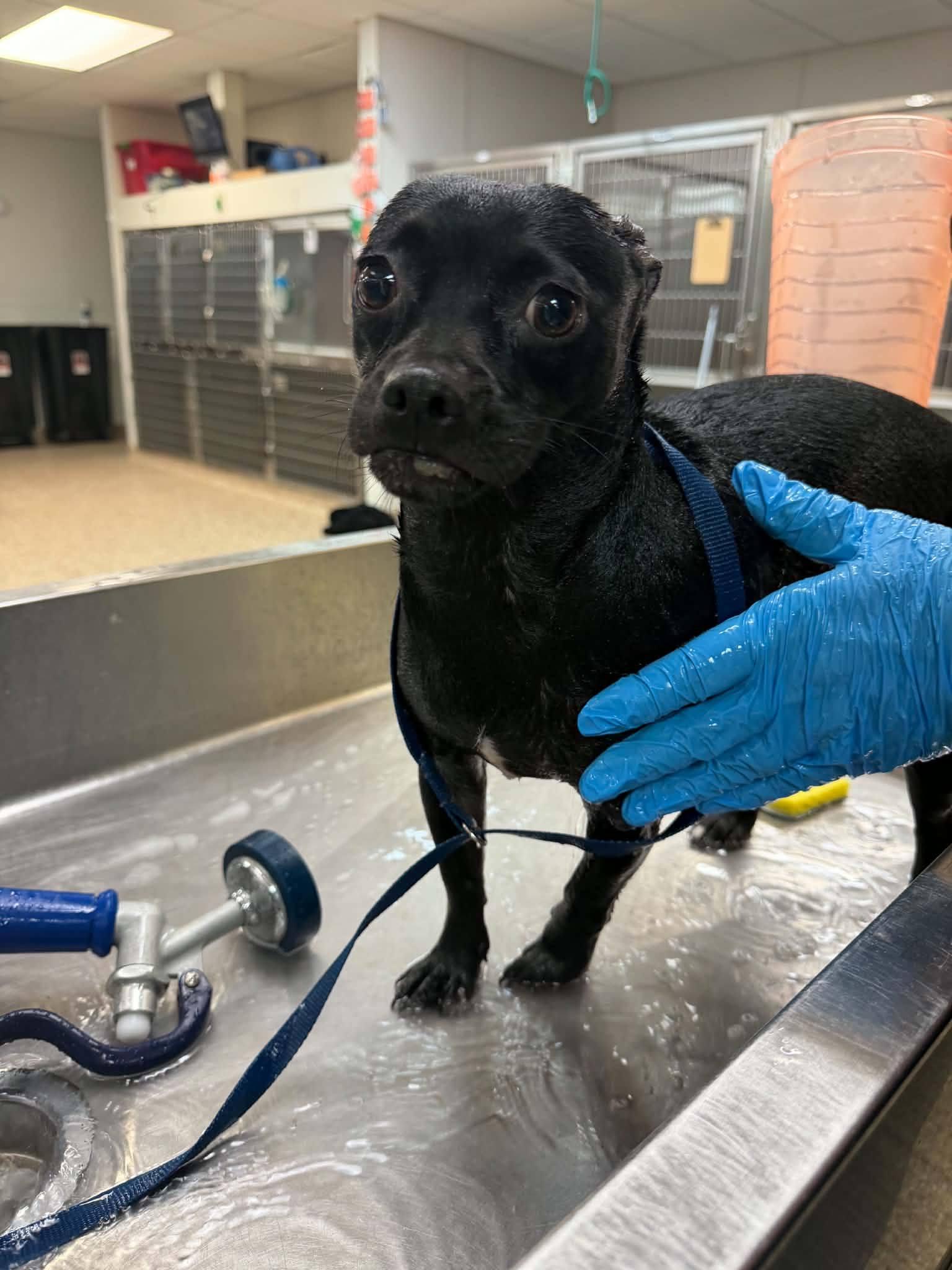 Focaccia, a ADOPTABLE mixed breed in Sterling Heights, MI image 2/4