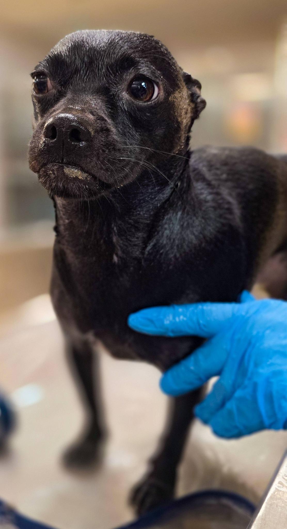Focaccia, a ADOPTABLE mixed breed in Sterling Heights, MI image 3/4