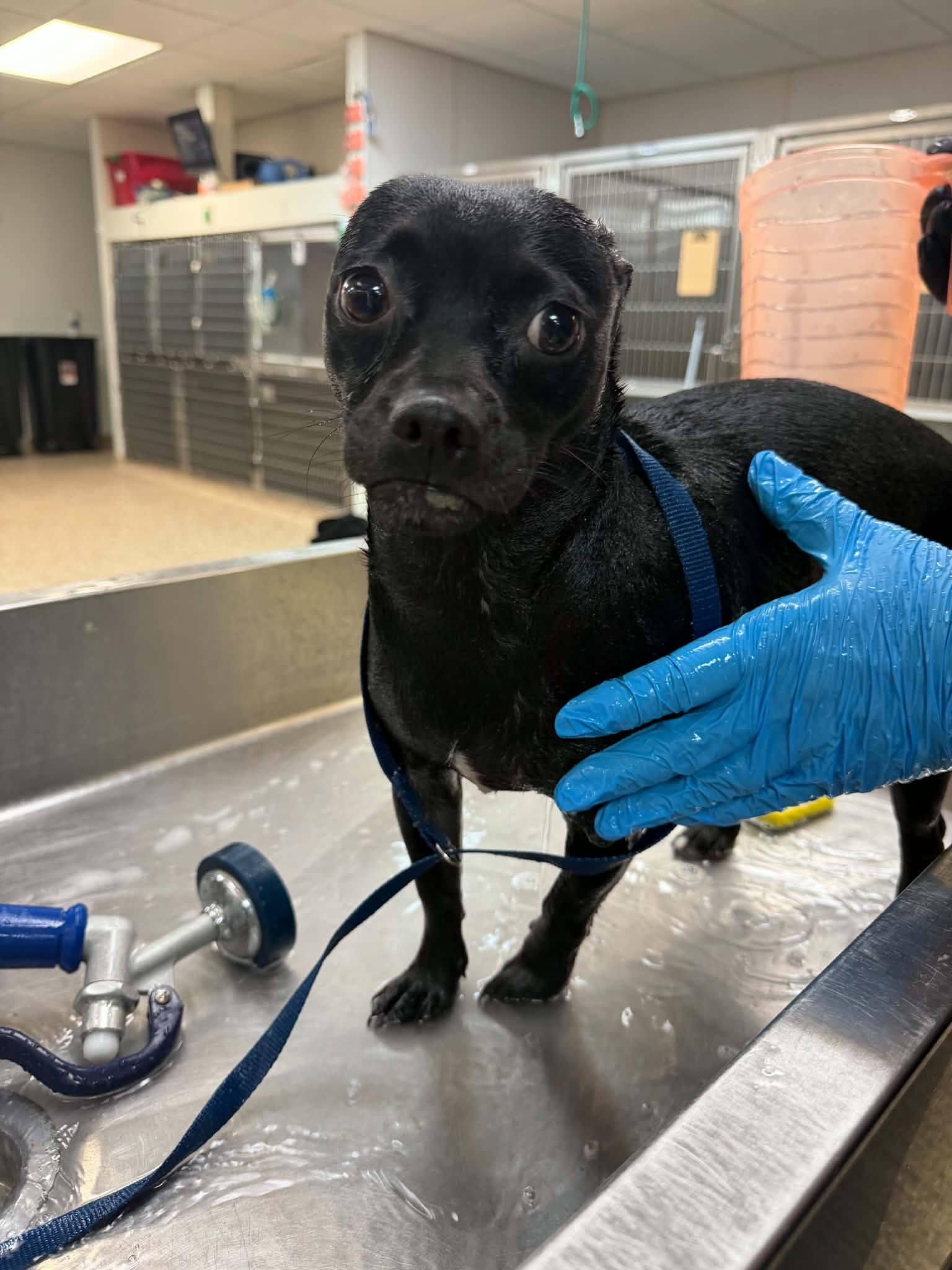 Focaccia, a ADOPTABLE mixed breed in Sterling Heights, MI image 4/4