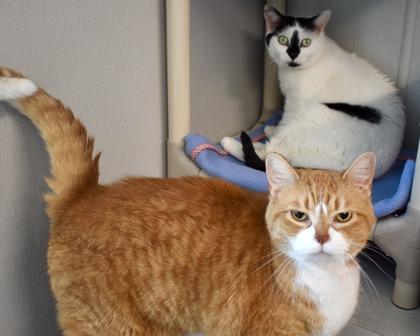 Flash, Adoptable, Adult Male British Shorthair & Domestic Short Hair.