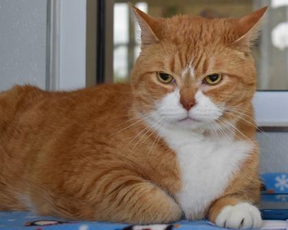 Enlarge Flash, a Adoptable mixed breed in West Seneca, NY image 2/3