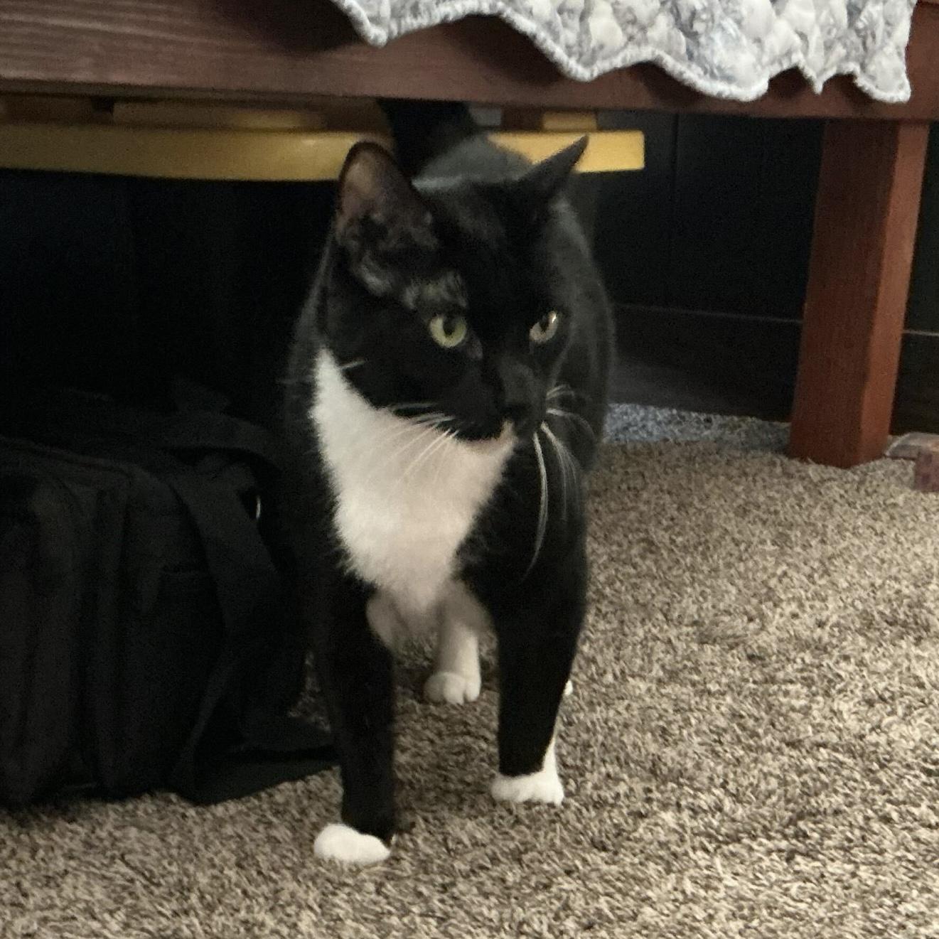 TJ (bonded with Spinelli), Adoptable, Senior Male Domestic Short Hair.