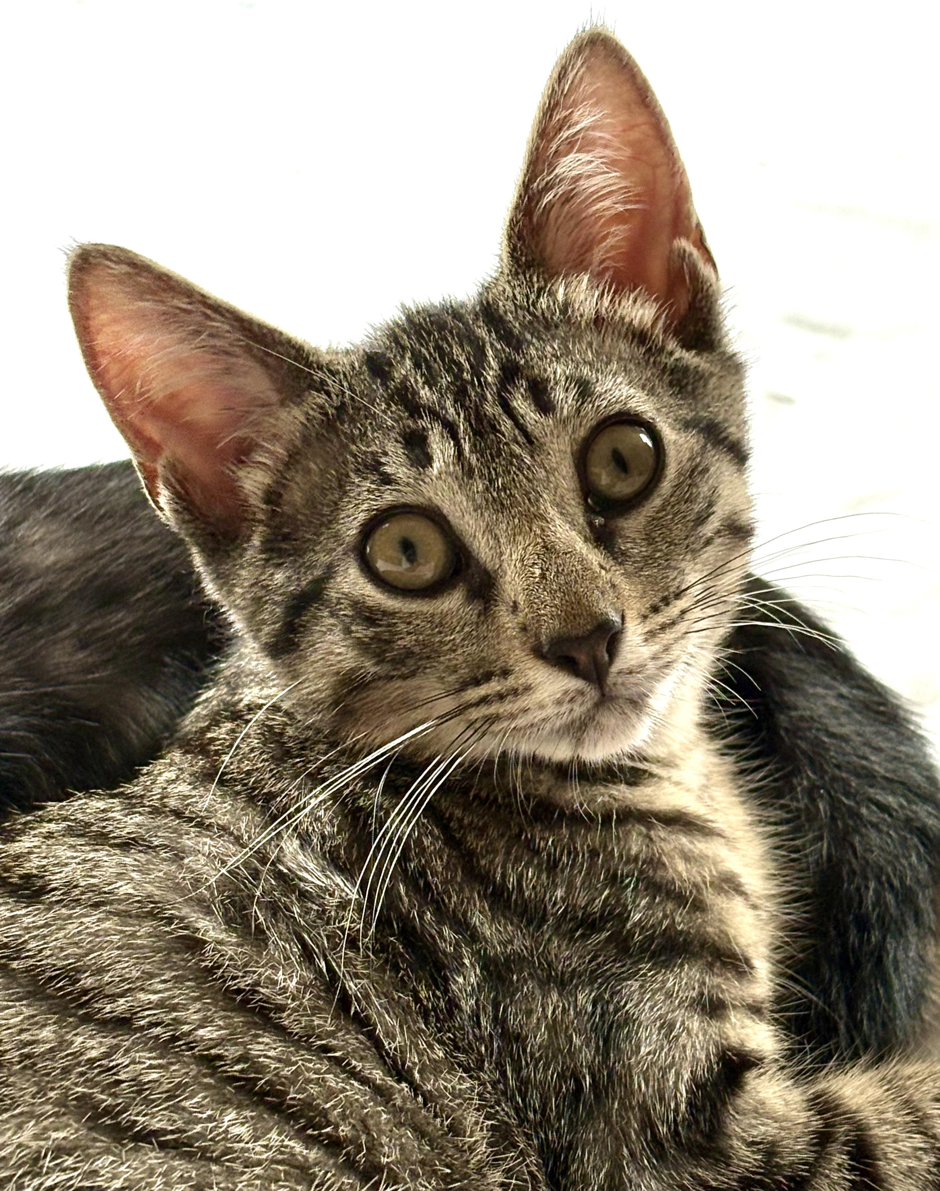 Enlarge Chip, a Adoptable mixed breed in Red Bank, NJ image 3/4