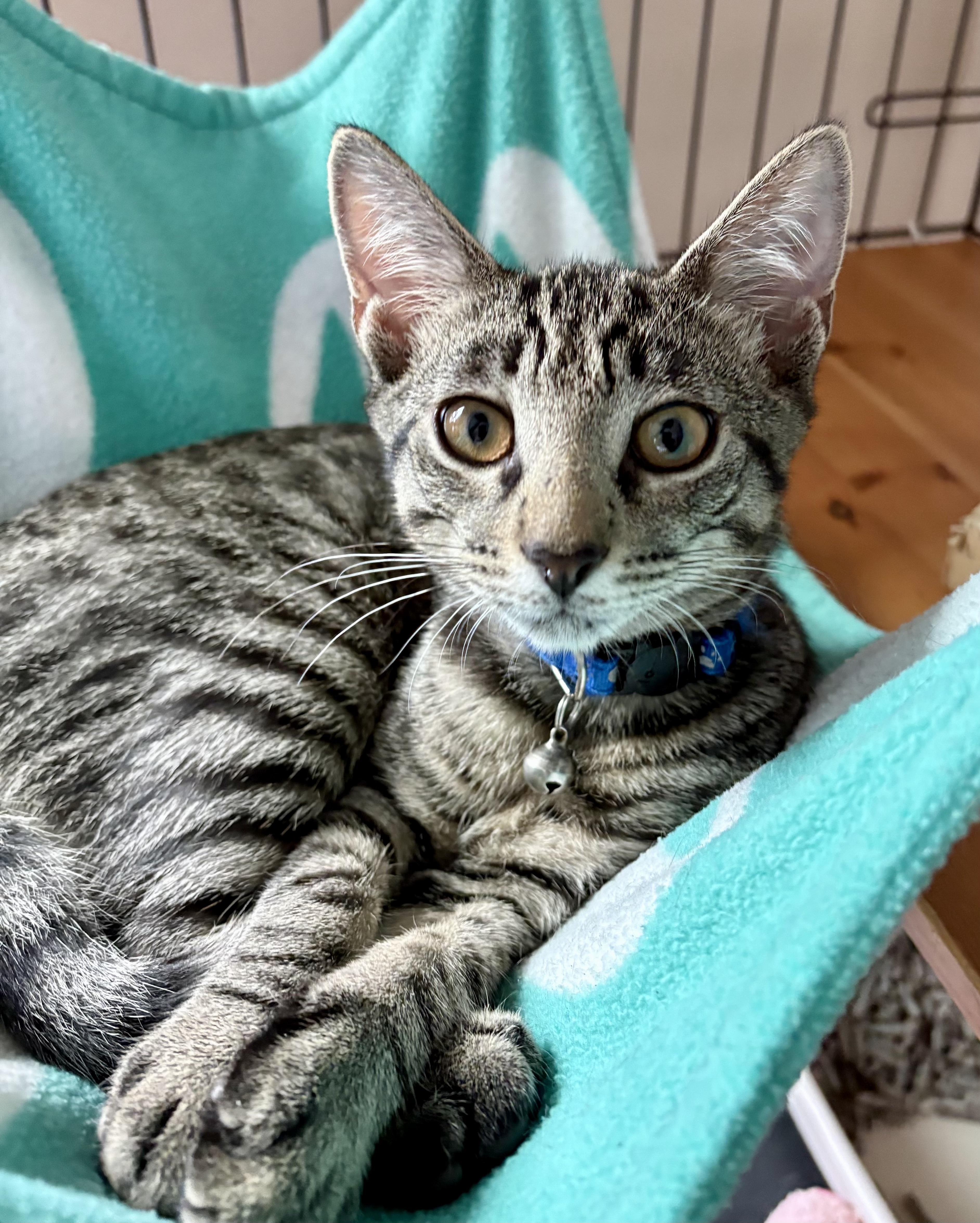 Enlarge Chip, a Adoptable mixed breed in Red Bank, NJ image 1/4