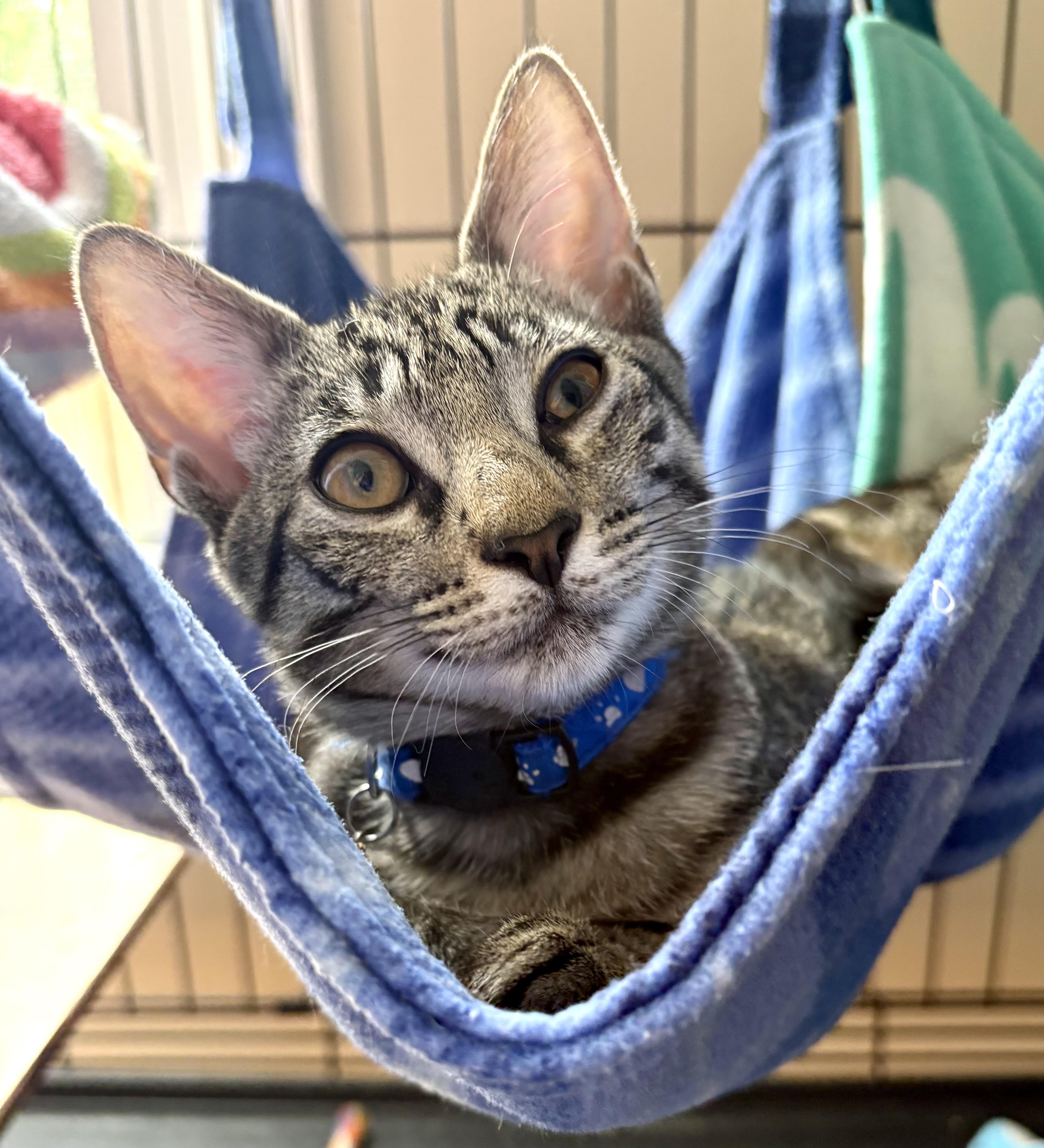 Enlarge Chip, a Adoptable mixed breed in Red Bank, NJ image 2/4
