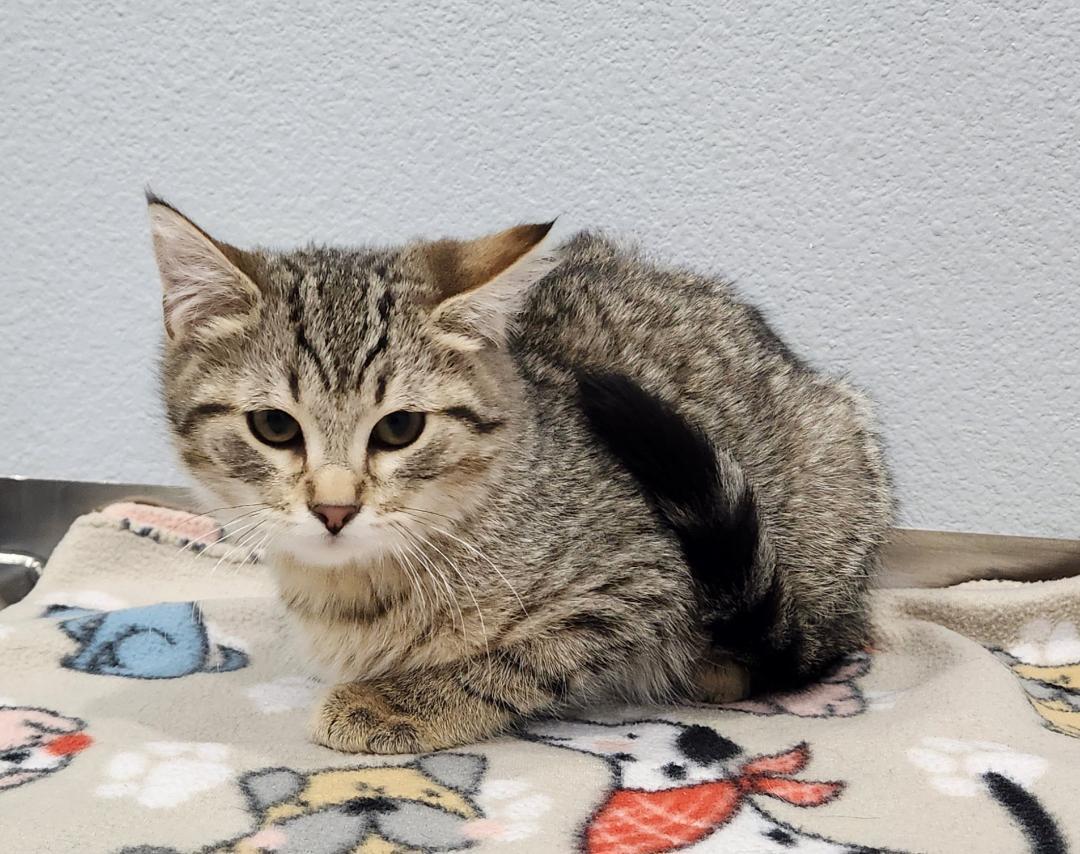 Enlarge Carol, a Adoptable Domestic Short Hair in Pella, IA image 2/2