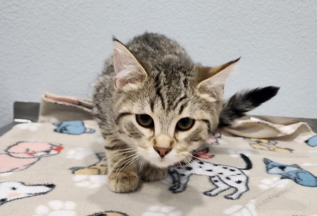 Carol, Adoptable, Young Female Domestic Short Hair.