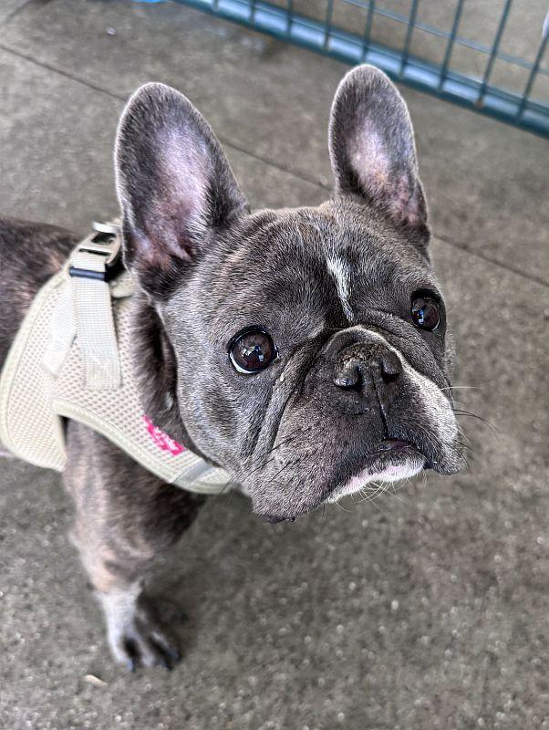 Enlarge Dream, a Adoptable French Bulldog in Berkeley, CA image 3/4