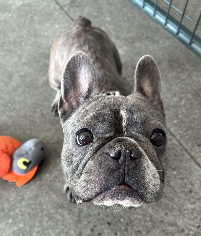 Enlarge Dream, a Adoptable French Bulldog in Berkeley, CA image 4/4