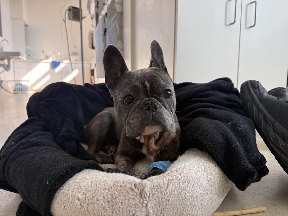 Enlarge Dream, a Adoptable French Bulldog in Berkeley, CA image 2/4