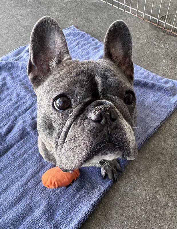 Enlarge Dream, a Adoptable French Bulldog in Berkeley, CA image 1/4