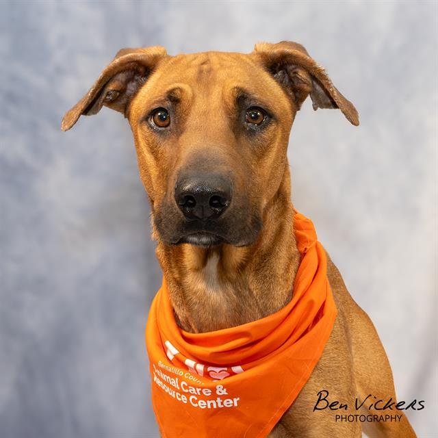 JOHNNY BRAVO, Adoptable, Adult Male German Shepherd Dog & Pit Bull Terrier.