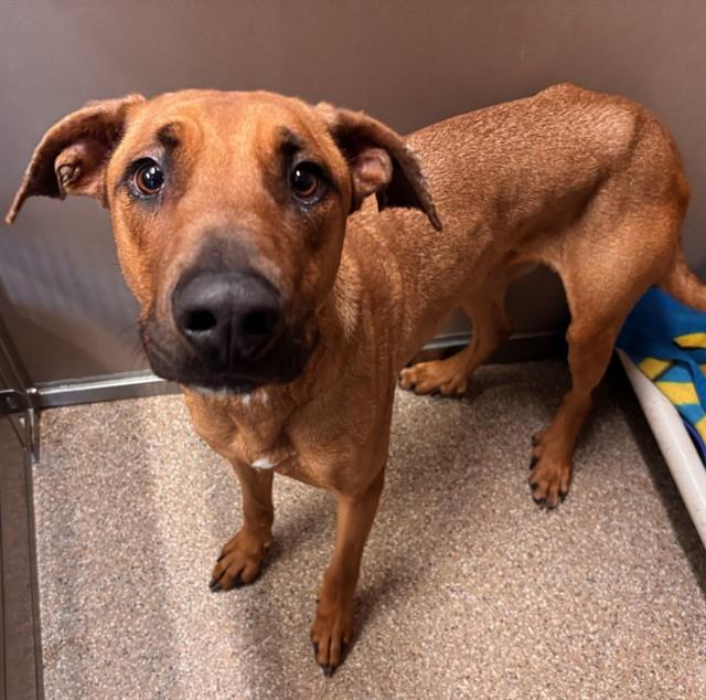 JOHNNY BRAVO, Adoptable, Young Male German Shepherd Dog & Pit Bull Terrier.