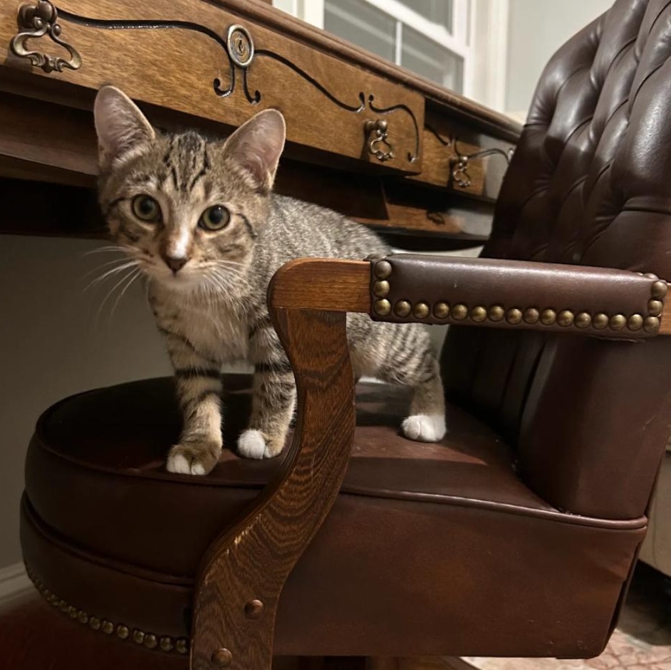 Poppy — thumbnail 2