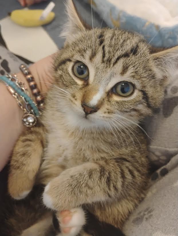 Poppy — thumbnail 3