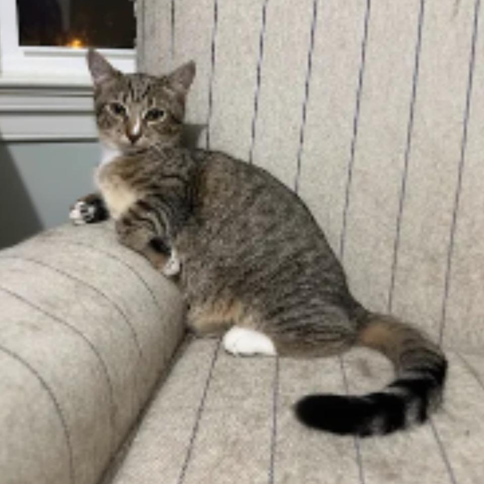 Poppy — thumbnail 4