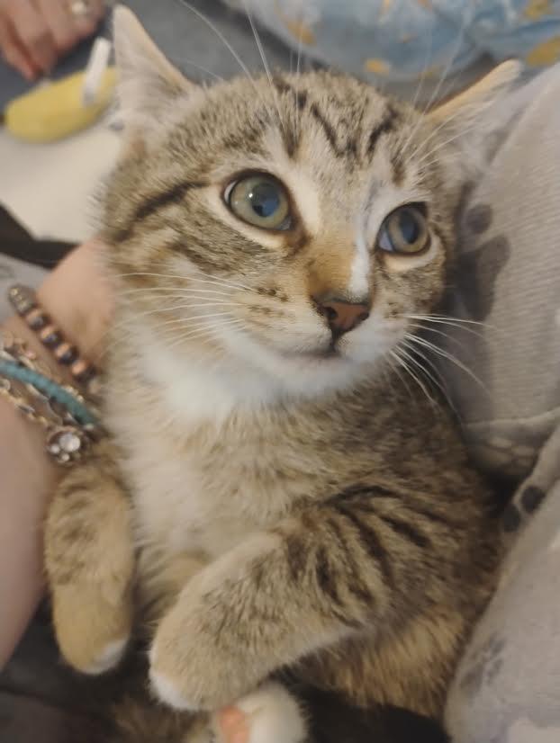 Poppy — thumbnail 6