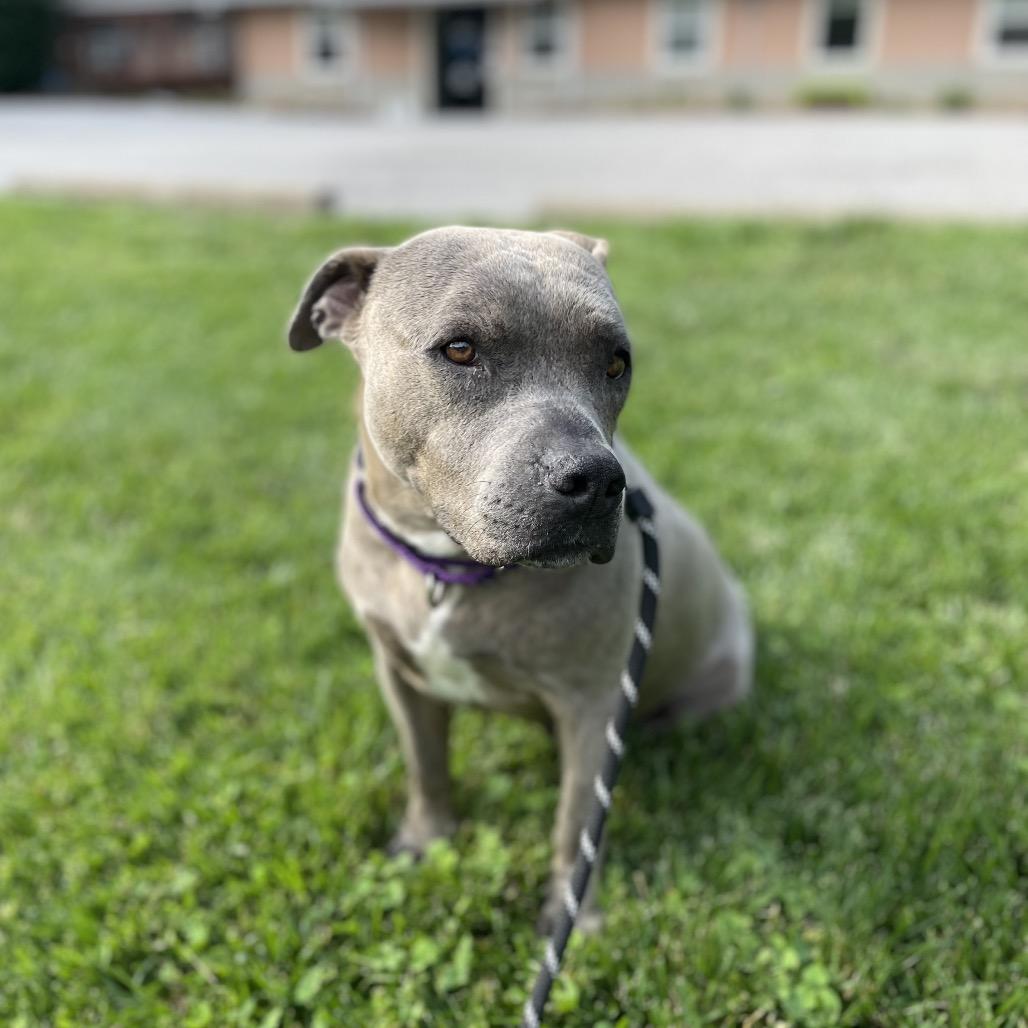 Delhi, a Adoptable Mixed Breed in Edwardsville, IL image 2/6