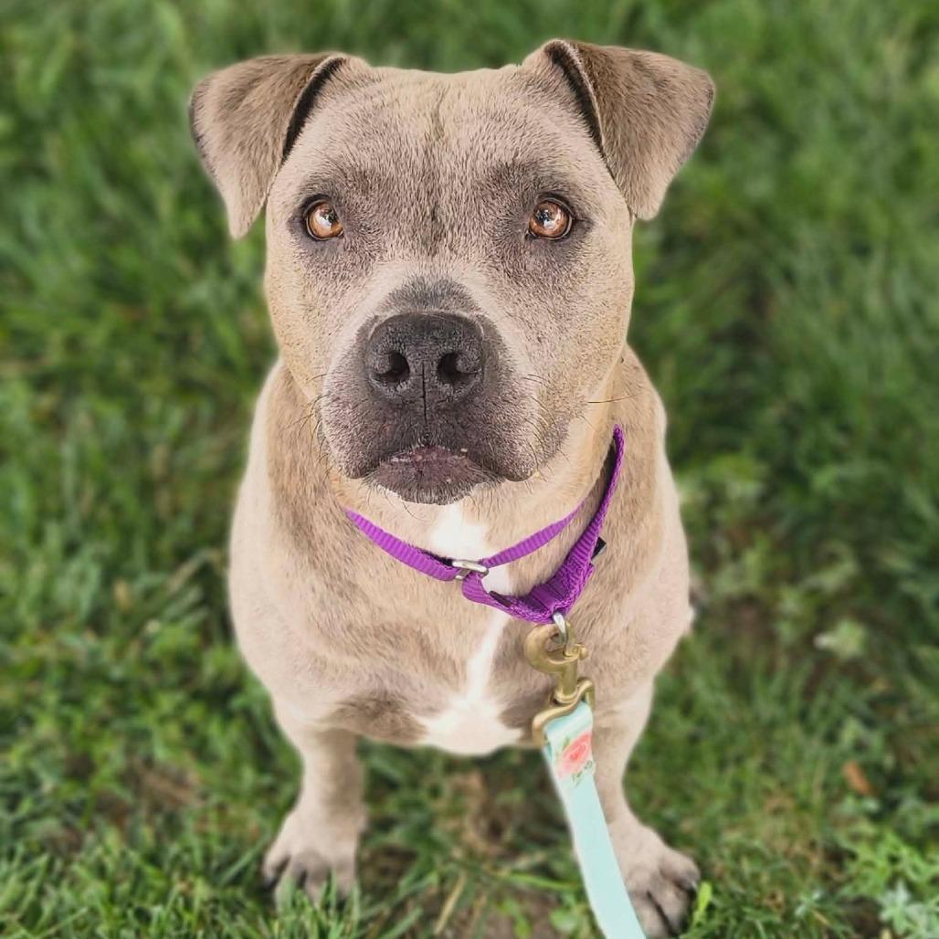 Enlarge Delhi, a Adoptable Mixed Breed in Edwardsville, IL image 3/6
