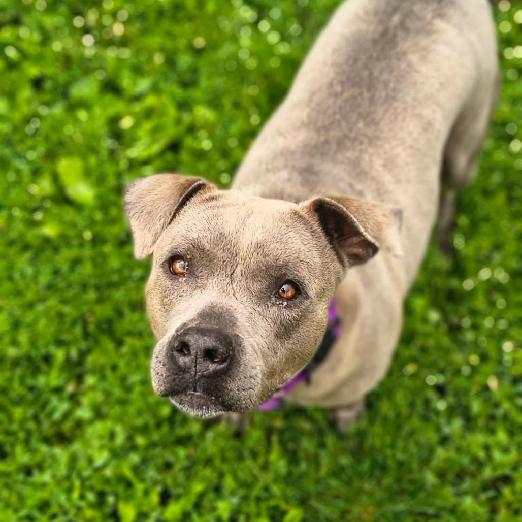 Delhi, a Adoptable Mixed Breed in Edwardsville, IL image 3/6