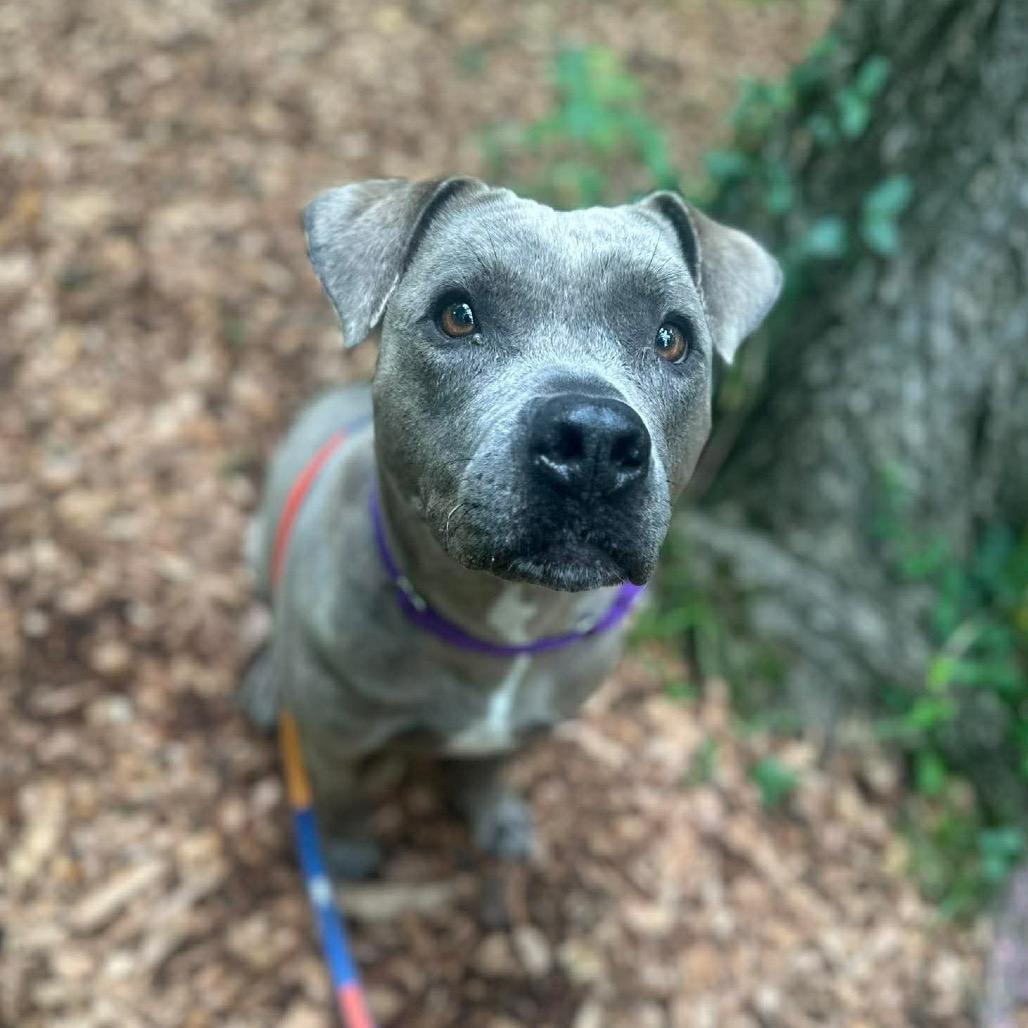 Delhi, a Adoptable Mixed Breed in Edwardsville, IL image 4/6