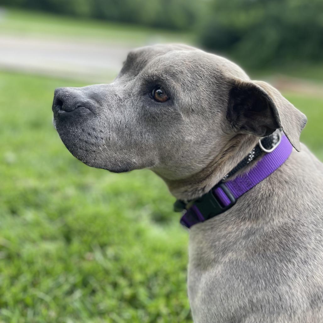 Delhi, a Adoptable Mixed Breed in Edwardsville, IL image 5/6