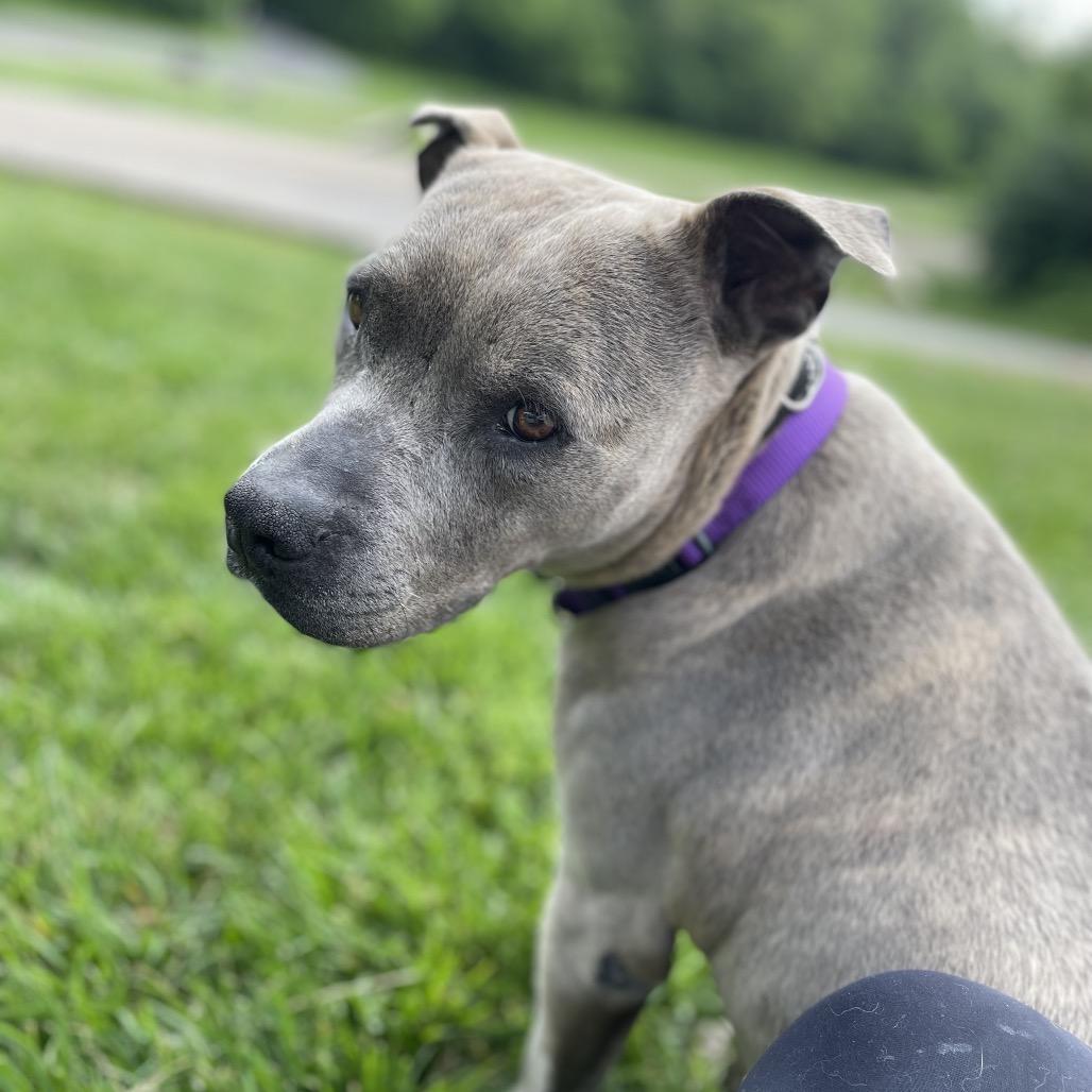 Delhi, a Adoptable Mixed Breed in Edwardsville, IL image 6/6