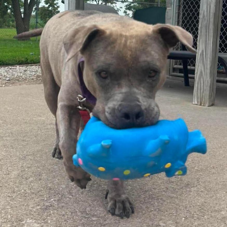 Enlarge Delhi, a Adoptable Mixed Breed in Edwardsville, IL image 6/6