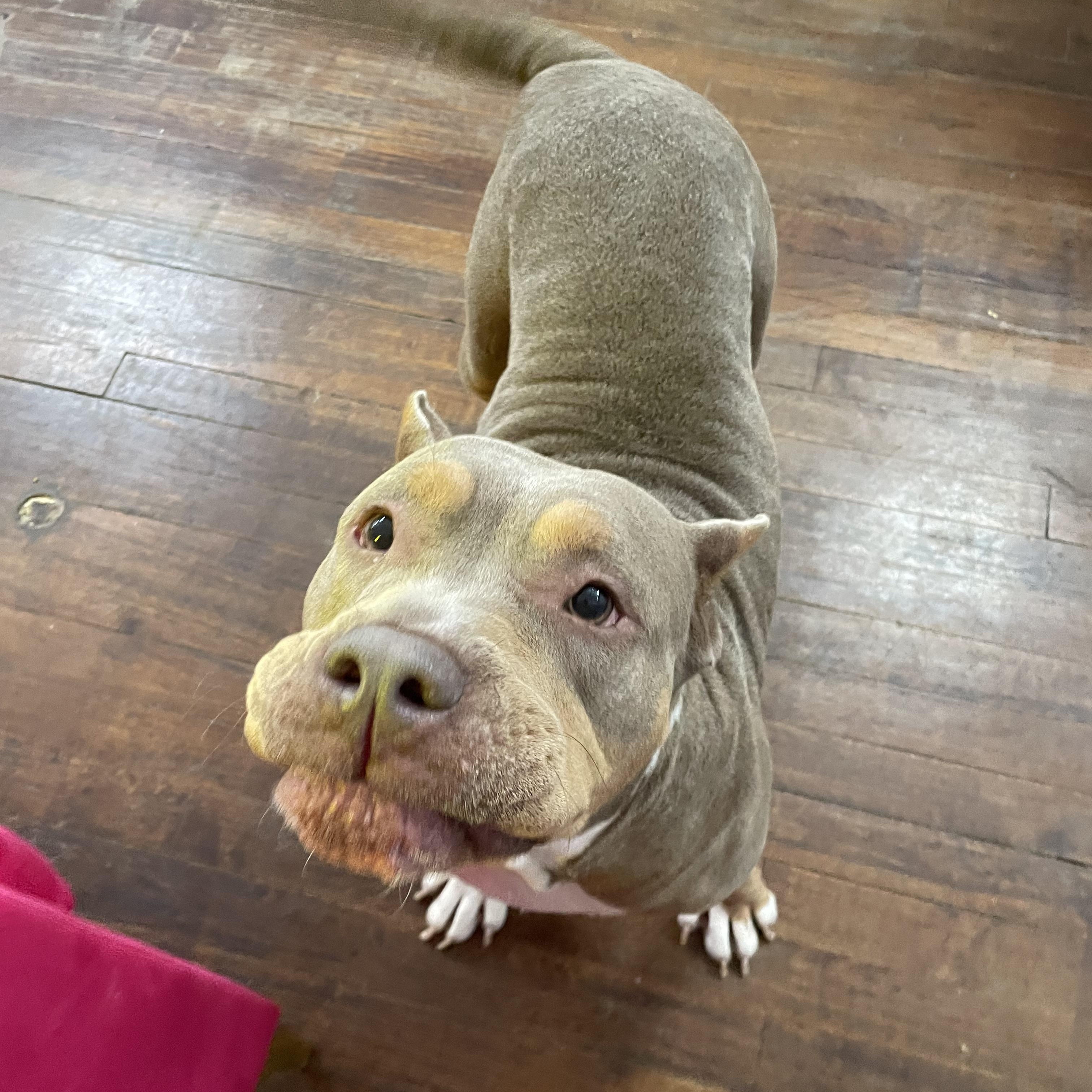 Enlarge Zelda, a ADOPTABLE mixed breed in Buffalo, NY image 2/3