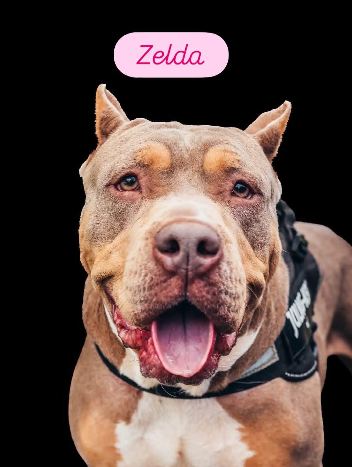 Zelda, ADOPTABLE, Adult Female American Bully & American Staffordshire Terrier.