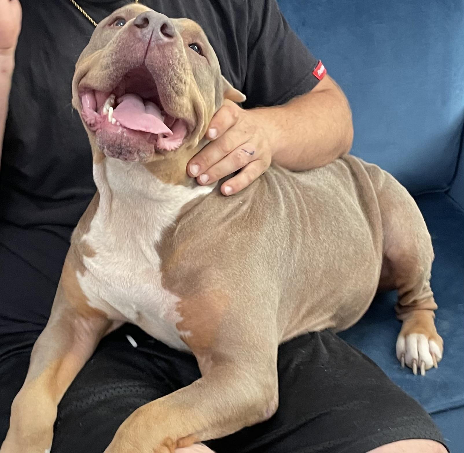 Enlarge Zelda, a ADOPTABLE mixed breed in Buffalo, NY image 3/3