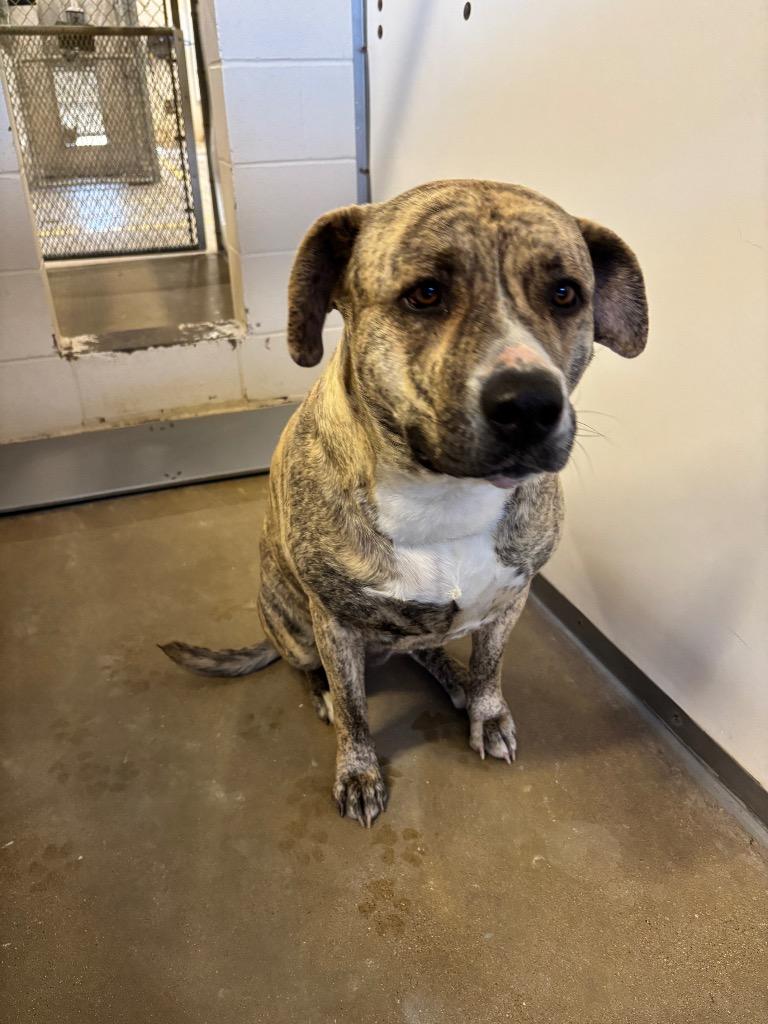 Storm*, Adoptable, Adult Female Pit Bull Terrier & Mixed Breed.