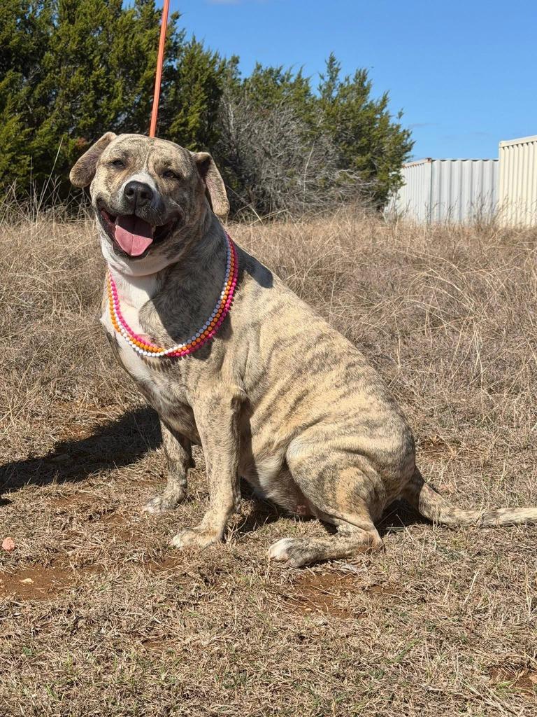 Storm*, Adoptable, Young Female Mastiff & Mixed Breed.