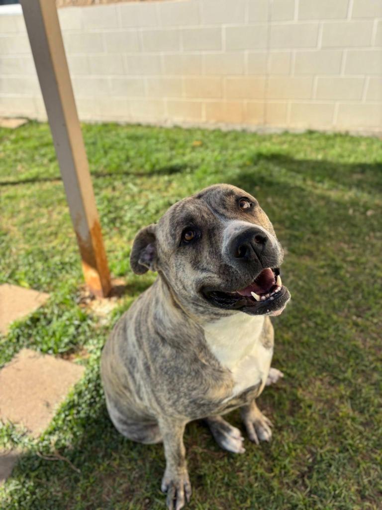 Enlarge Storm*, a Adoptable mixed breed in Belton, TX image 2/6