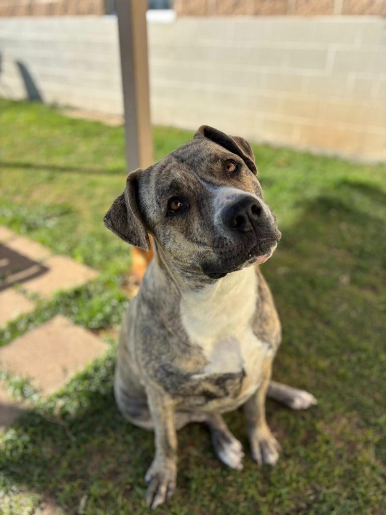 Enlarge Storm*, a Adoptable mixed breed in Belton, TX image 3/6
