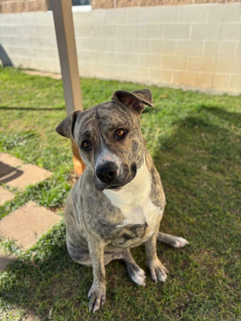 Enlarge Storm*, a Adoptable mixed breed in Belton, TX image 4/6
