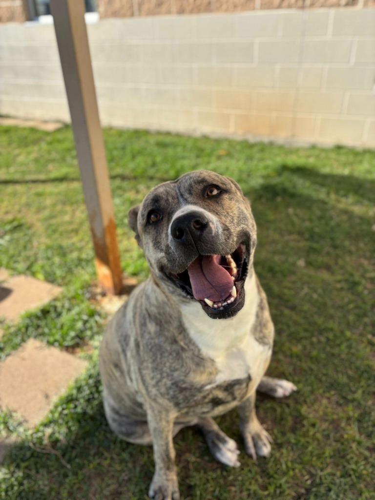 Enlarge Storm*, a Adoptable mixed breed in Belton, TX image 5/6