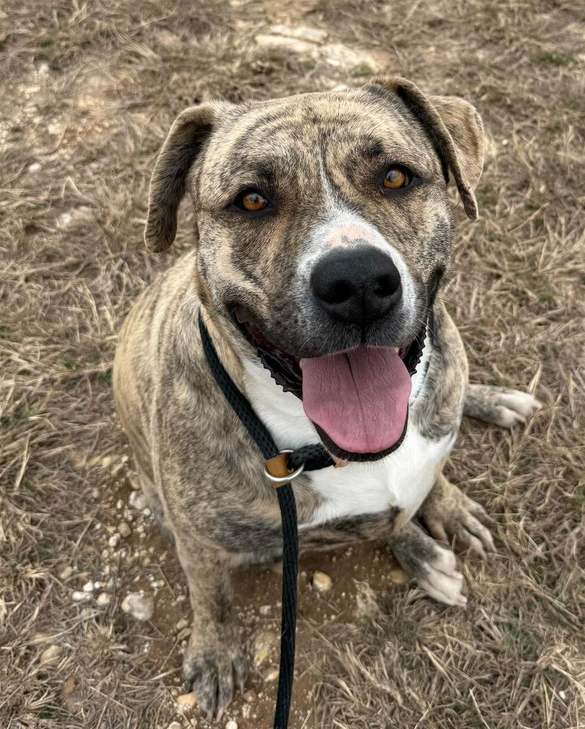 Enlarge Storm*, a Adoptable mixed breed in Belton, TX image 6/6