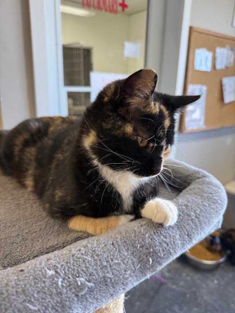 Twinkle, Adoptable, Young Female Domestic Short Hair.