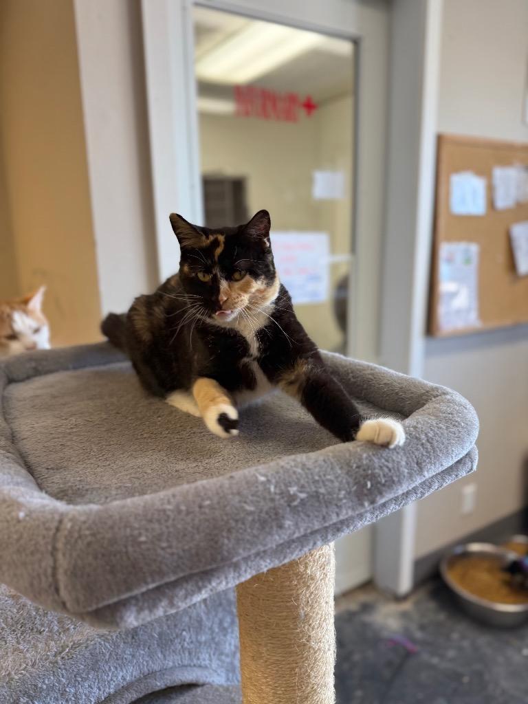 Enlarge Twinkle, a Adoptable mixed breed in Algona, IA image 2/6