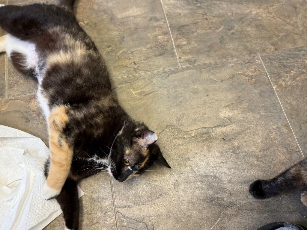 Enlarge Twinkle, a Adoptable mixed breed in Algona, IA image 3/6