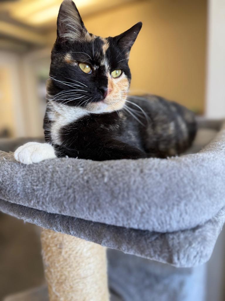 Enlarge Twinkle, a Adoptable mixed breed in Algona, IA image 4/6