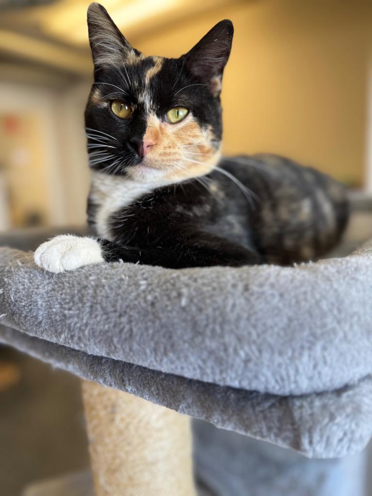 Enlarge Twinkle, a Adoptable mixed breed in Algona, IA image 5/6