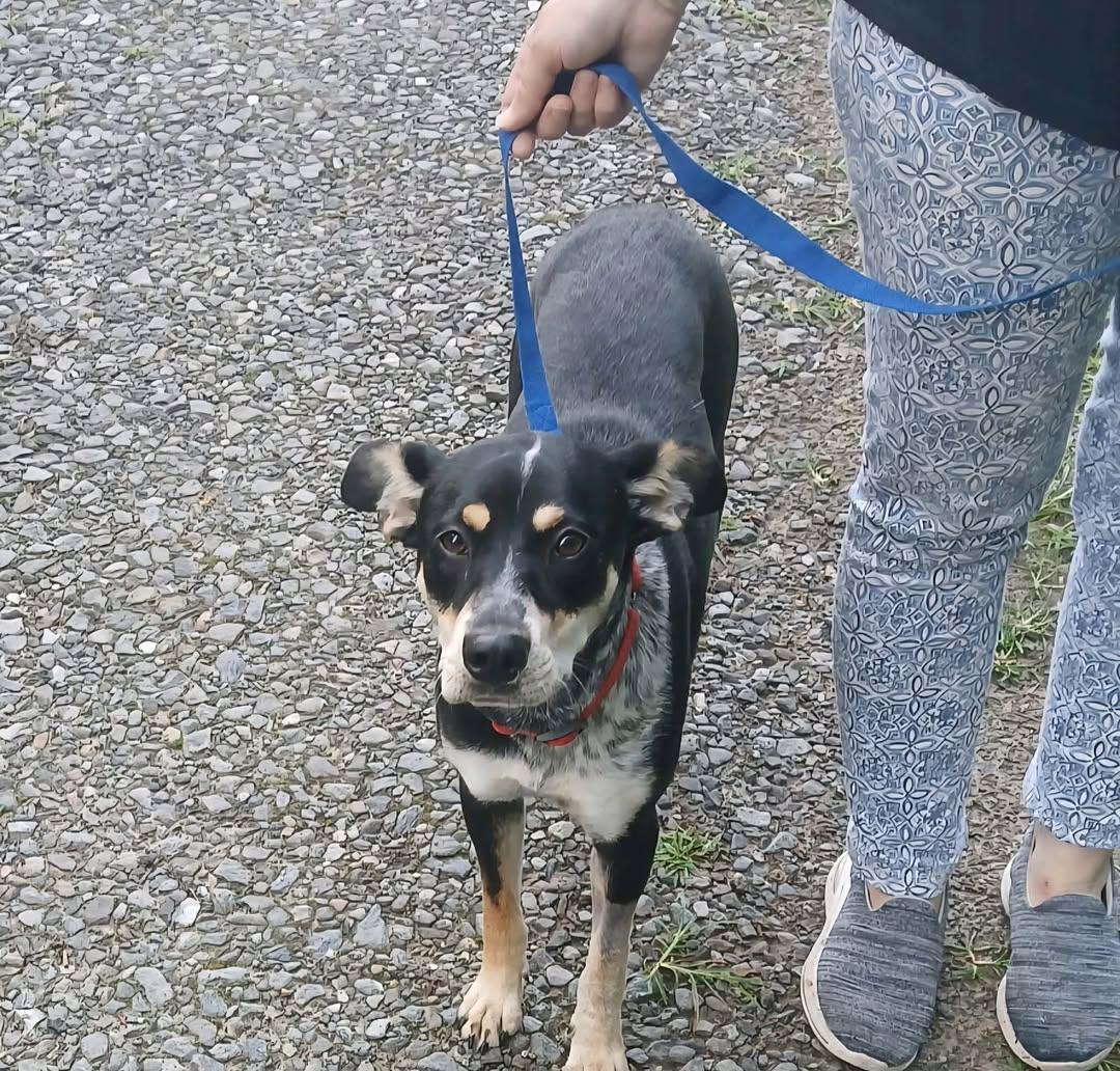 Enlarge Eden, a ADOPTABLE mixed breed in Mount Airy, NC image 4/4