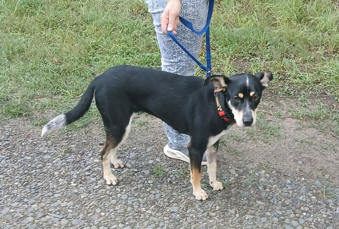 Enlarge Eden, a ADOPTABLE mixed breed in Mount Airy, NC image 2/4